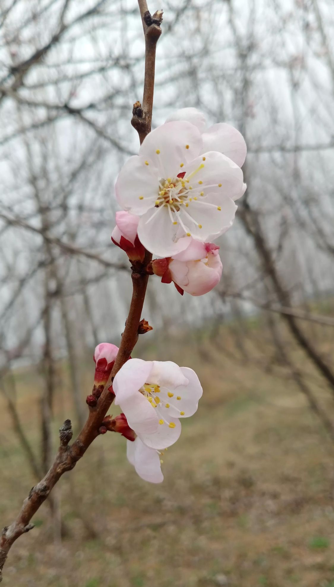 桃花开了什么意思(桃花开了下一句是什么)