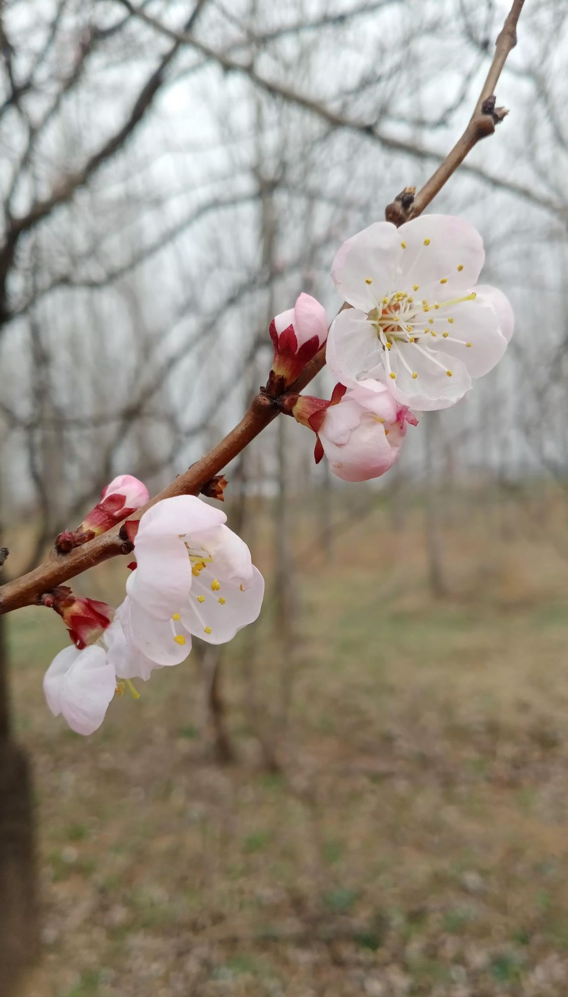 桃花开了什么意思(桃花开了下一句是什么)