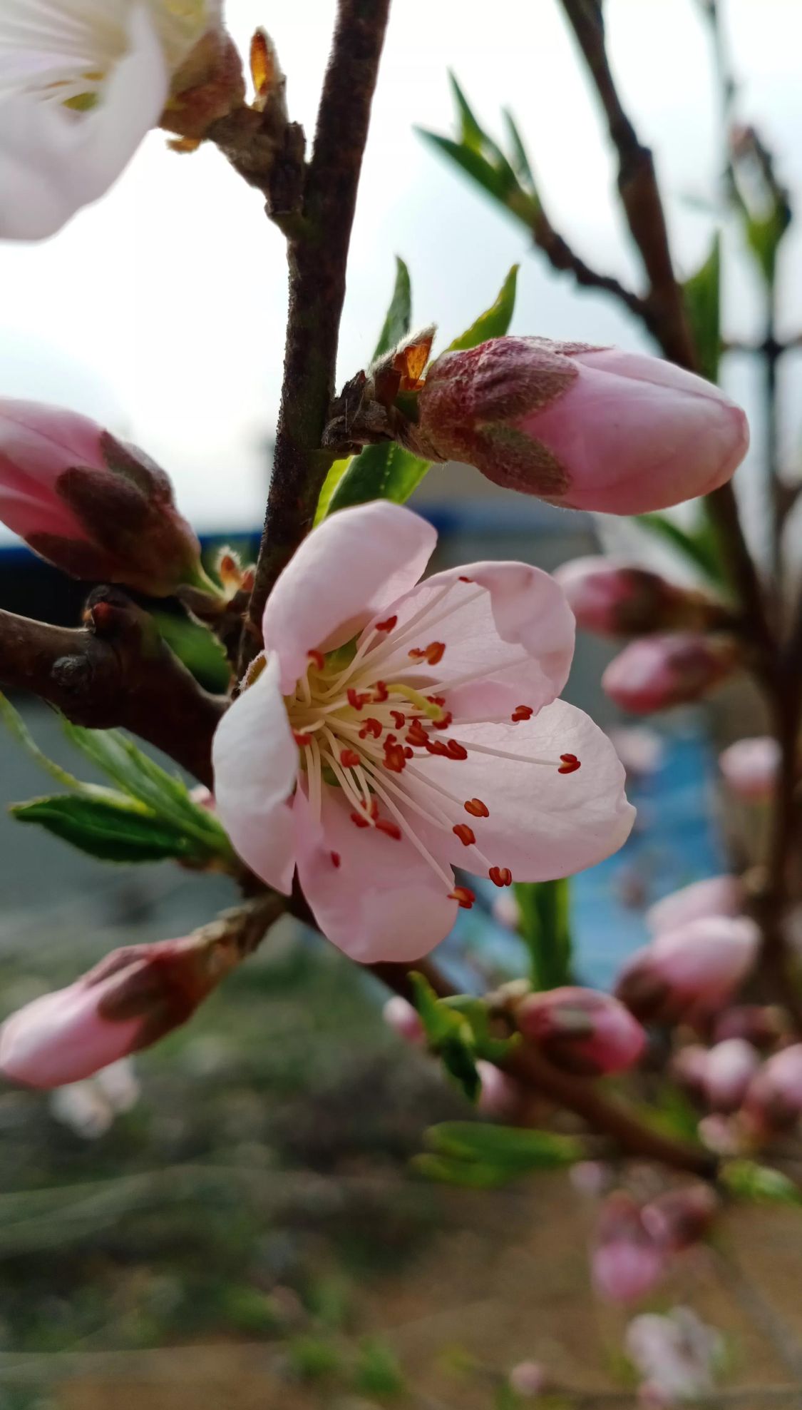 桃花开了什么意思(桃花开了下一句是什么)