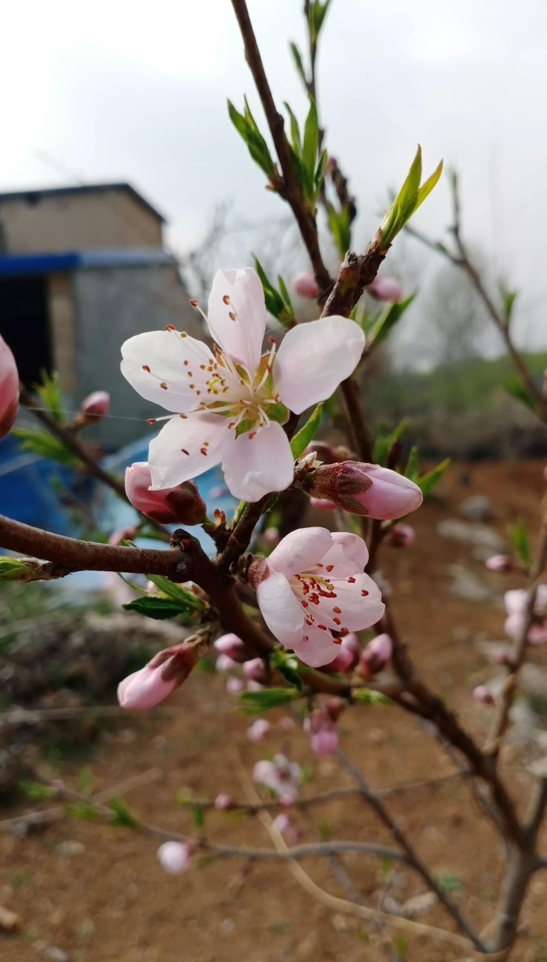 桃花开了什么意思(桃花开了下一句是什么)