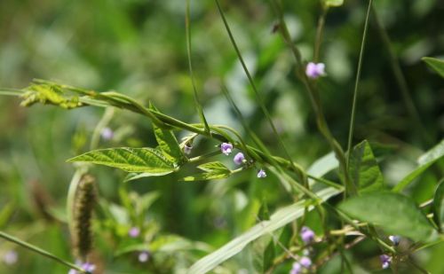 这就是野大豆的故事(野大豆是什么植物)