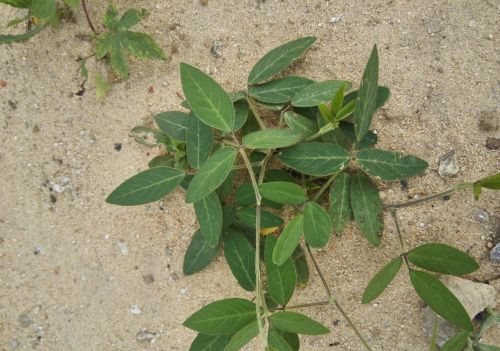 这就是野大豆的故事(野大豆是什么植物)