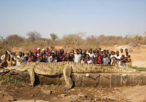 非洲大型爬行动物-尼罗鳄