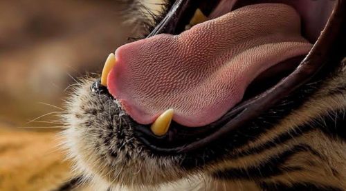 老虎舌头上的倒刺能舔掉人皮吗(老虎舌头上倒刺的作用)