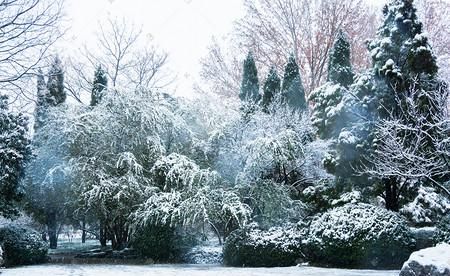 写雪后景色的诗句(描写雪后景的唯美诗句)