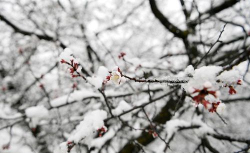 写雪后景色的诗句(描写雪后景的唯美诗句)