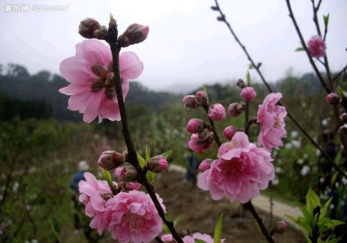 孟郊一首《登科后》留下两个成语是什么(孟郊一首《登科后》留下两个成语)