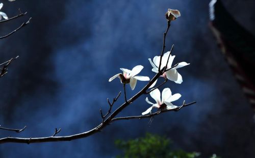 花开花落人生有几个春秋(花开花谢花又落,人生能有几回合)