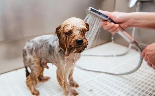 接幼犬回家需要准备什么(幼犬接回家注意事项)