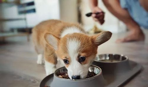 接幼犬回家需要准备什么(幼犬接回家注意事项)