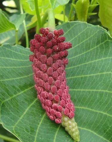 伤害最大的植物(伤害最高的植物排名)