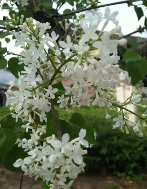 花语花店唐娜