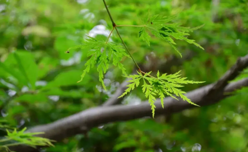 枫树与槭树是什么树(槭树和枫树是一种树吗)