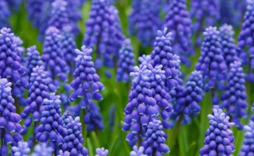 庭院花园植物种类(常用庭院花卉植物)