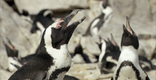 非洲企鹅纪录片(非洲企鹅是什么品种)