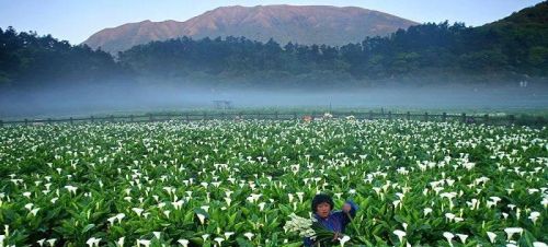 台湾 活火山(台湾活火山口有哪个)