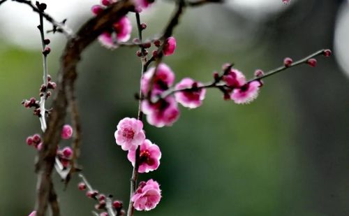 我行春三月,山中百花开什么意思(我行春三月山中百花开翻译)