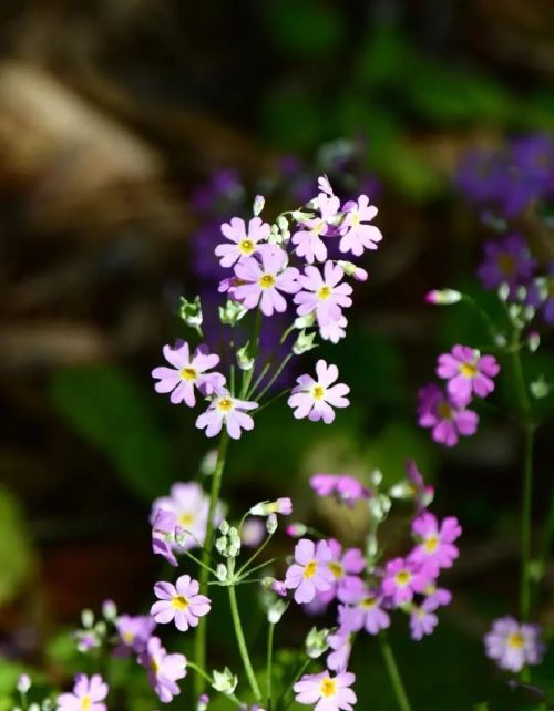 我行春三月,山中百花开什么意思(我行春三月山中百花开翻译)