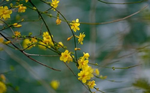 我行春三月,山中百花开什么意思(我行春三月山中百花开翻译)