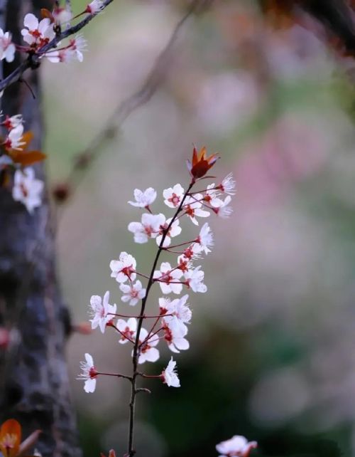 我行春三月,山中百花开什么意思(我行春三月山中百花开翻译)