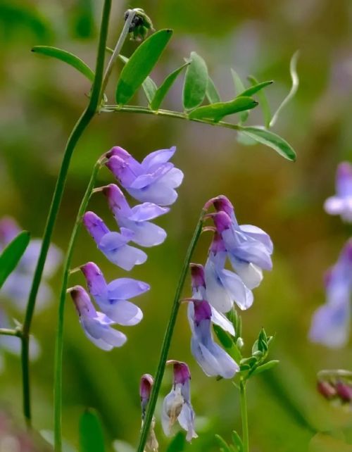 我行春三月,山中百花开什么意思(我行春三月山中百花开翻译)