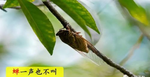 雷雨 二年级语文课文(雷雨小学语文二年级课文)