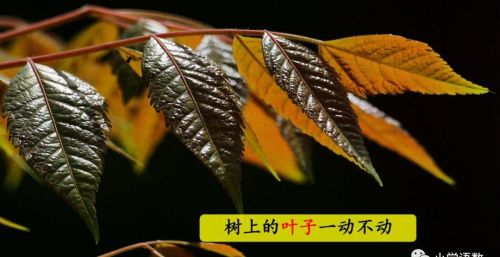 雷雨 二年级语文课文(雷雨小学语文二年级课文)