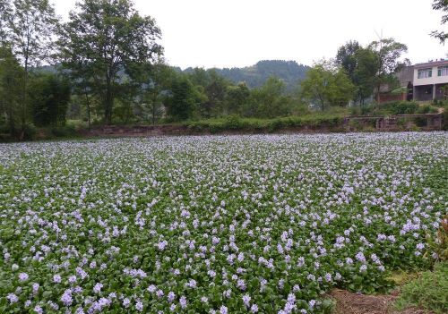 原本在我国泛滥的水葫芦,现如今怎么消失了呢(水葫芦消失的原因)