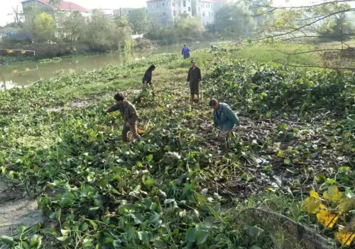 原本在我国泛滥的水葫芦,现如今怎么消失了呢(水葫芦消失的原因)