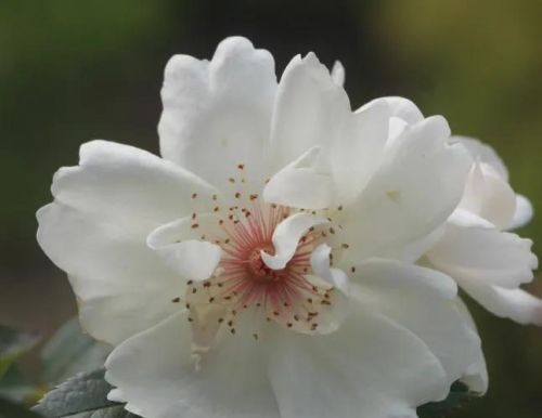 单瓣月季花的特征(单瓣月季花种类图片大全)