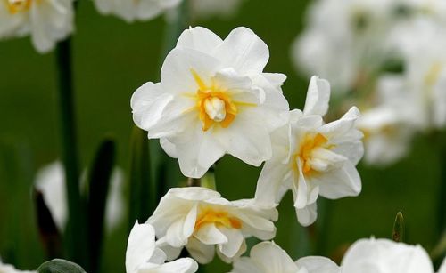 单瓣水仙花和重瓣水仙花的区别(重瓣水仙花养护要点)