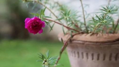 单瓣花怎么变重瓣花(单瓣花和重瓣花的区别)