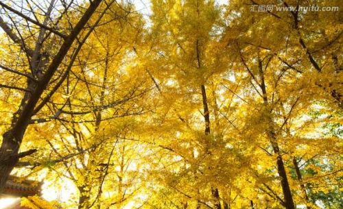 秋风吹落一地黄叶(秋风落叶一叶知秋是什么意思)