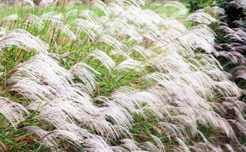 扬州哪里有芦苇(扬州芦苇荡湿地公园)