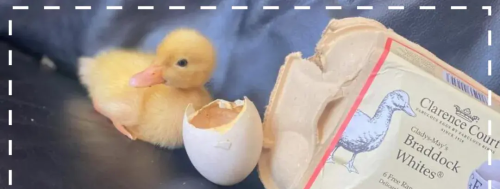超市里的鸭蛋能孵出小鸭吗(超市卖的鸭蛋可以孵化吗)