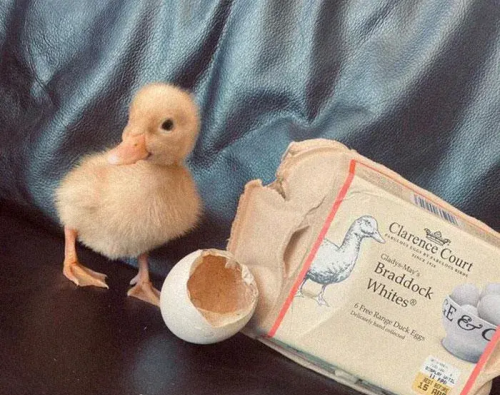 超市里的鸭蛋能孵出小鸭吗(超市卖的鸭蛋可以孵化吗)