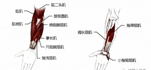 腕屈肌拉伸式(腕伸肌群拉伸)