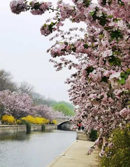 海棠花溪诗句(海棠花溪 诗)