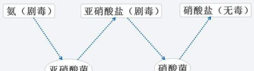 鱼缸过滤硝化细菌材料是什么做的(鱼缸培养硝化细菌用什么滤材最好)