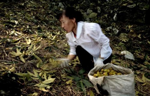 七绝诗词山核桃(山核桃的诗)