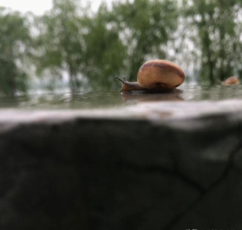 像蜗牛一样慢慢走在微雨中是什么歌(像蜗牛一样慢慢走在微雨中歌词)