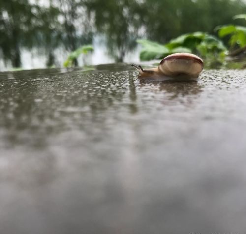 像蜗牛一样慢慢走在微雨中是什么歌(像蜗牛一样慢慢走在微雨中歌词)