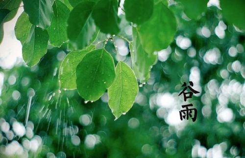  2023谷雨文案：不“谷”一切，期待“雨”你的美好！，2021谷雨文案