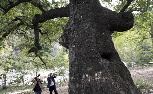 有种树叫“山毛榉” 当地传说种植这树将来能保佑学子“中举”