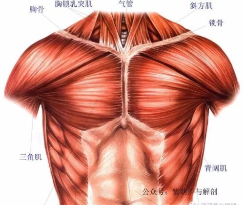 肩和胸连接的肌肉(肩部肌肉解剖结构)