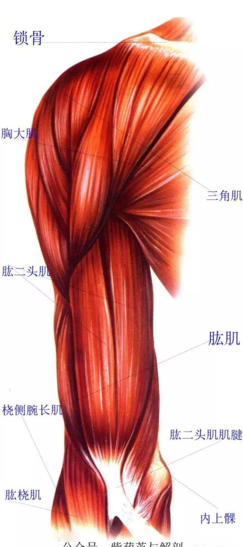 肩和胸连接的肌肉(肩部肌肉解剖结构)