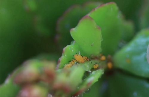 家庭养花防治红蜘蛛的特效药(杀灭花草上的红蜘蛛用啥药)