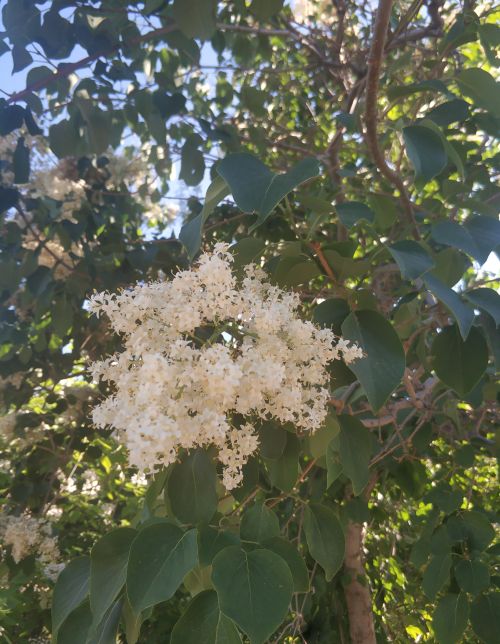 乌鲁木齐市花是什么树(乌鲁木齐有什么树)