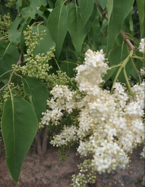 乌鲁木齐市花是什么树(乌鲁木齐有什么树)