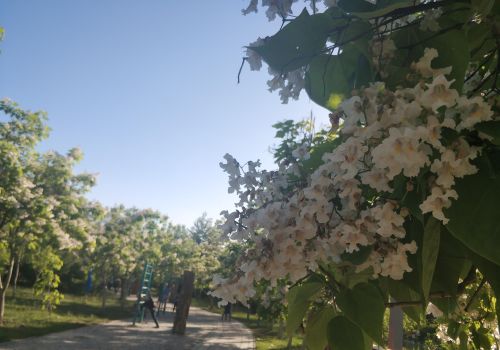 乌鲁木齐市花是什么树(乌鲁木齐有什么树)